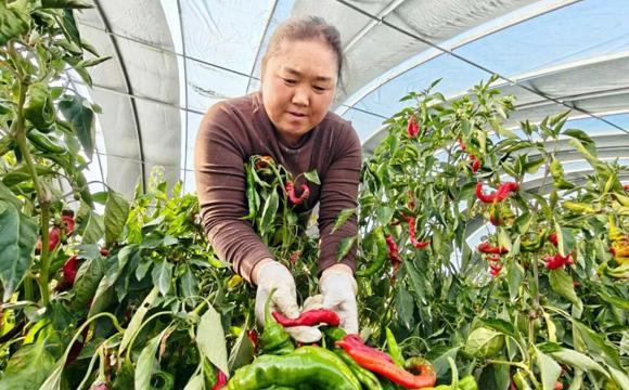 從田間地頭到工廠車(chē)間！黨建引領(lǐng)為七師胡楊河市高質(zhì)量發(fā)展注入“核心引擎”